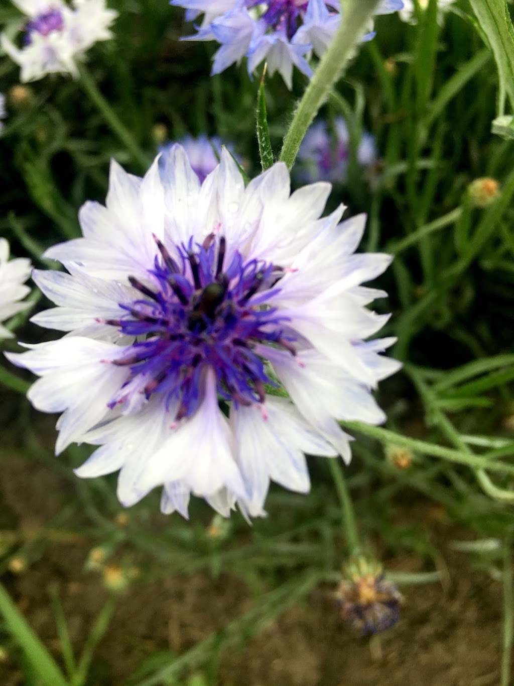 Whites Creek Flower Farm | 1125 Concession Rd 7, Beaverton, ON L0K 1A0, Canada | Phone: (705) 928-2910