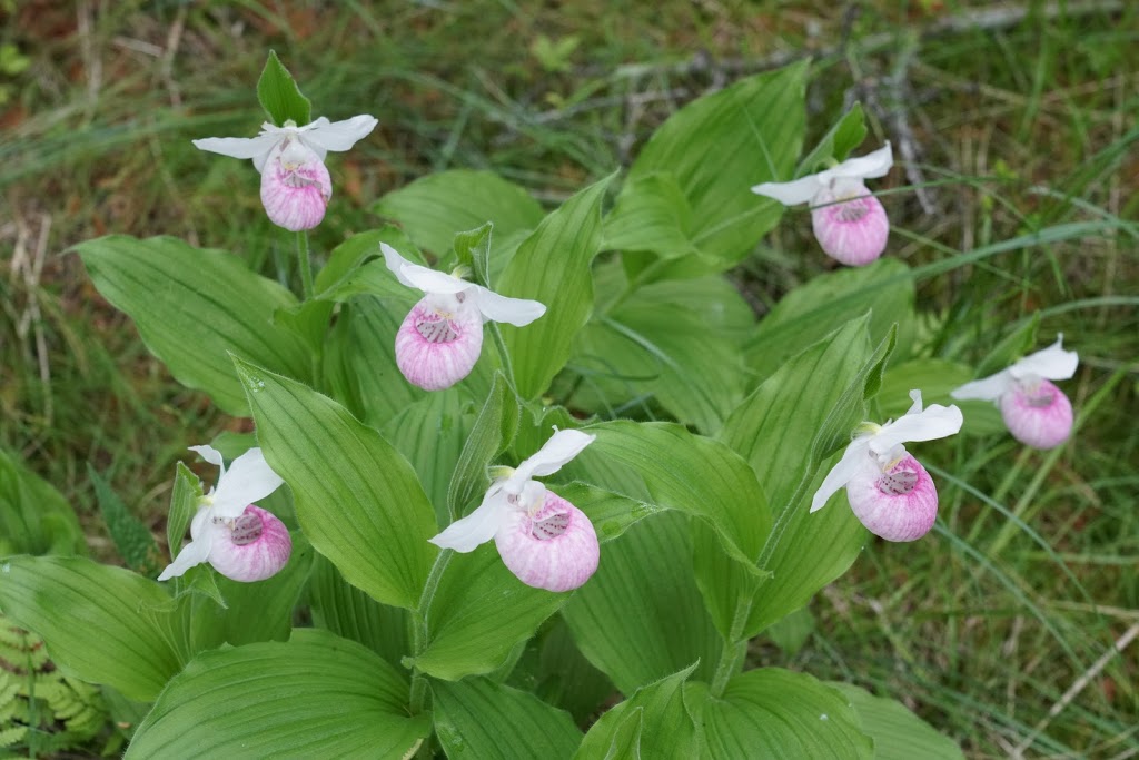 Purdon Conservation Area | Concession Rd 8, Lanark Highlands, ON K0G 1M0, Canada | Phone: (613) 253-1756