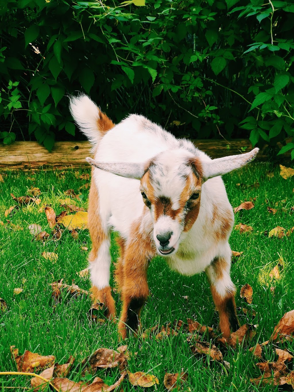 Sentimental Farm | 78 Ridge Rd E, Grimsby, ON L3M 4E7, Canada | Phone: (905) 309-7096