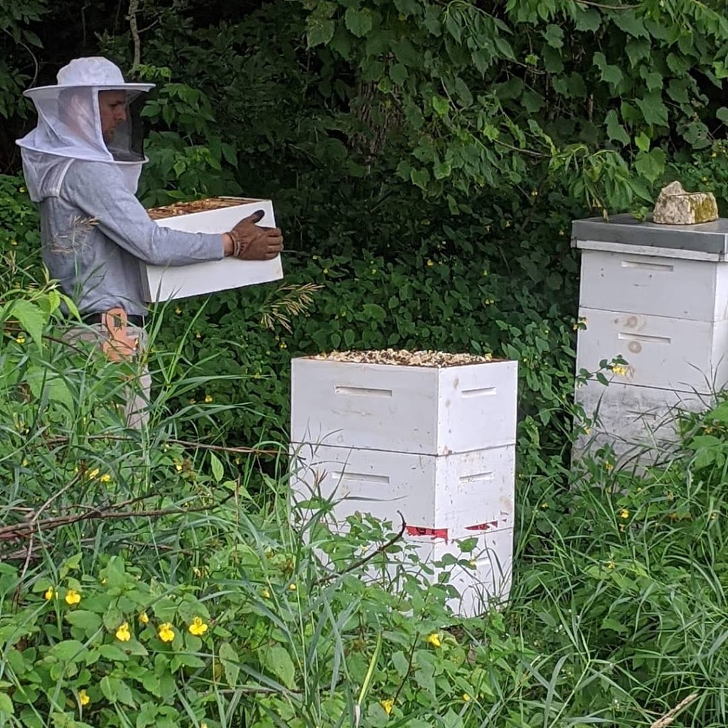 Treefall Bee Yards | 112326 Grey Road 3, Neustadt, ON N0G 2M0, Canada | Phone: (647) 390-2053