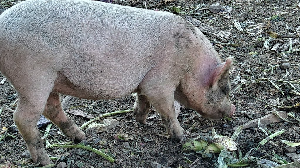 Rideau Pines Farm and Market | 5714 Fourth Line Rd, North Gower, ON K0A 2T0, Canada | Phone: (613) 489-3601