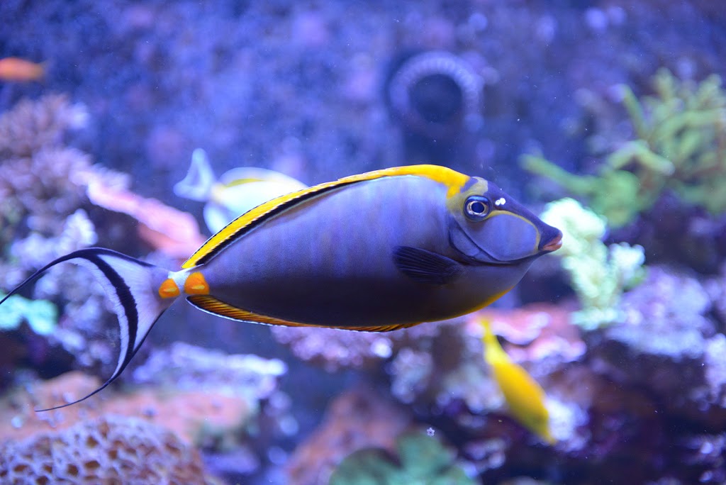Reef Originae | 75 Boulevard Bastien, Wendake, QC G0A 4V0, Canada | Phone: (418) 842-2702