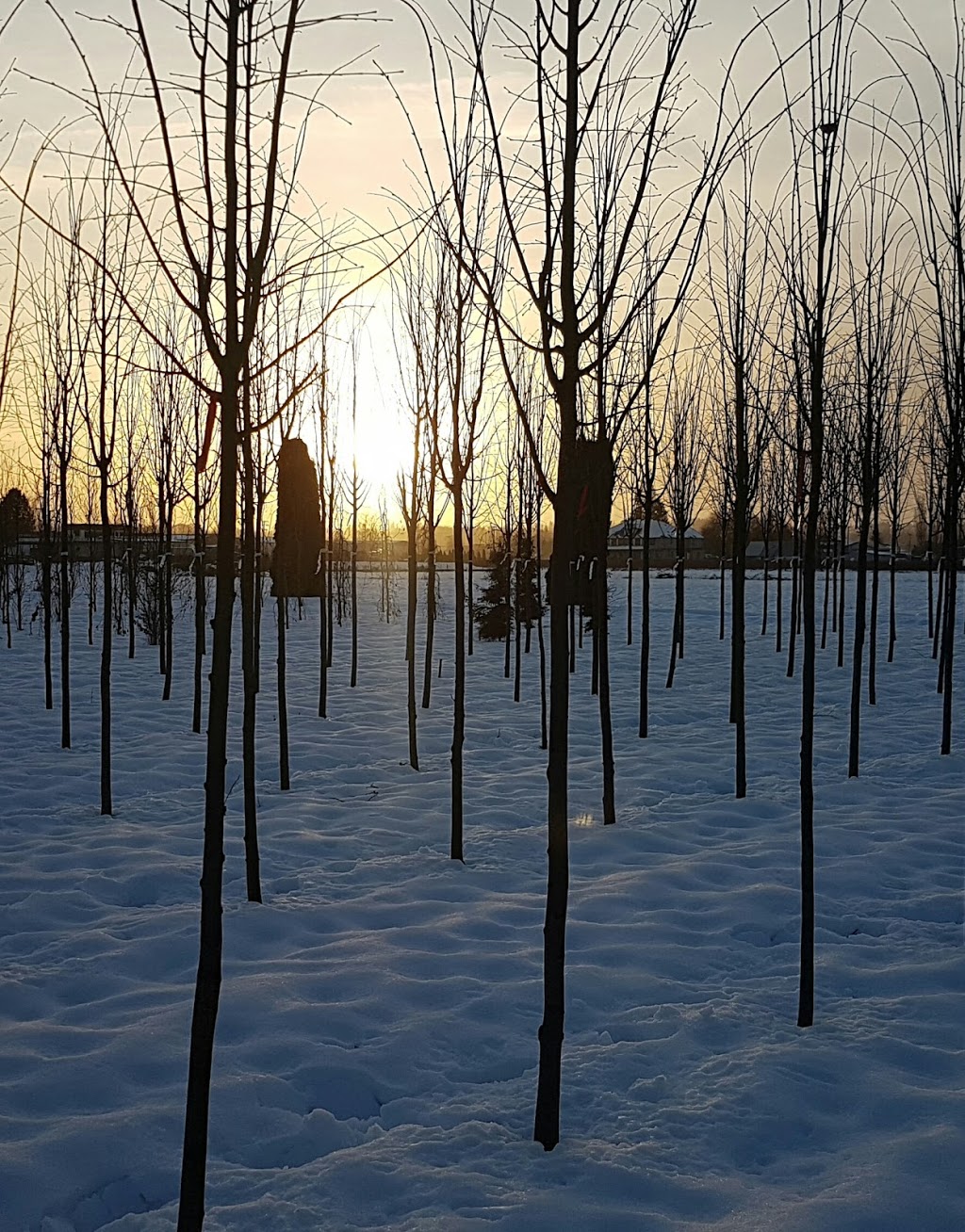 Specimen Trees Wholesale Nurseries Ltd | 18598 Advent Rd, Pitt Meadows, BC V3Y 2G8, Canada | Phone: (604) 465-7122