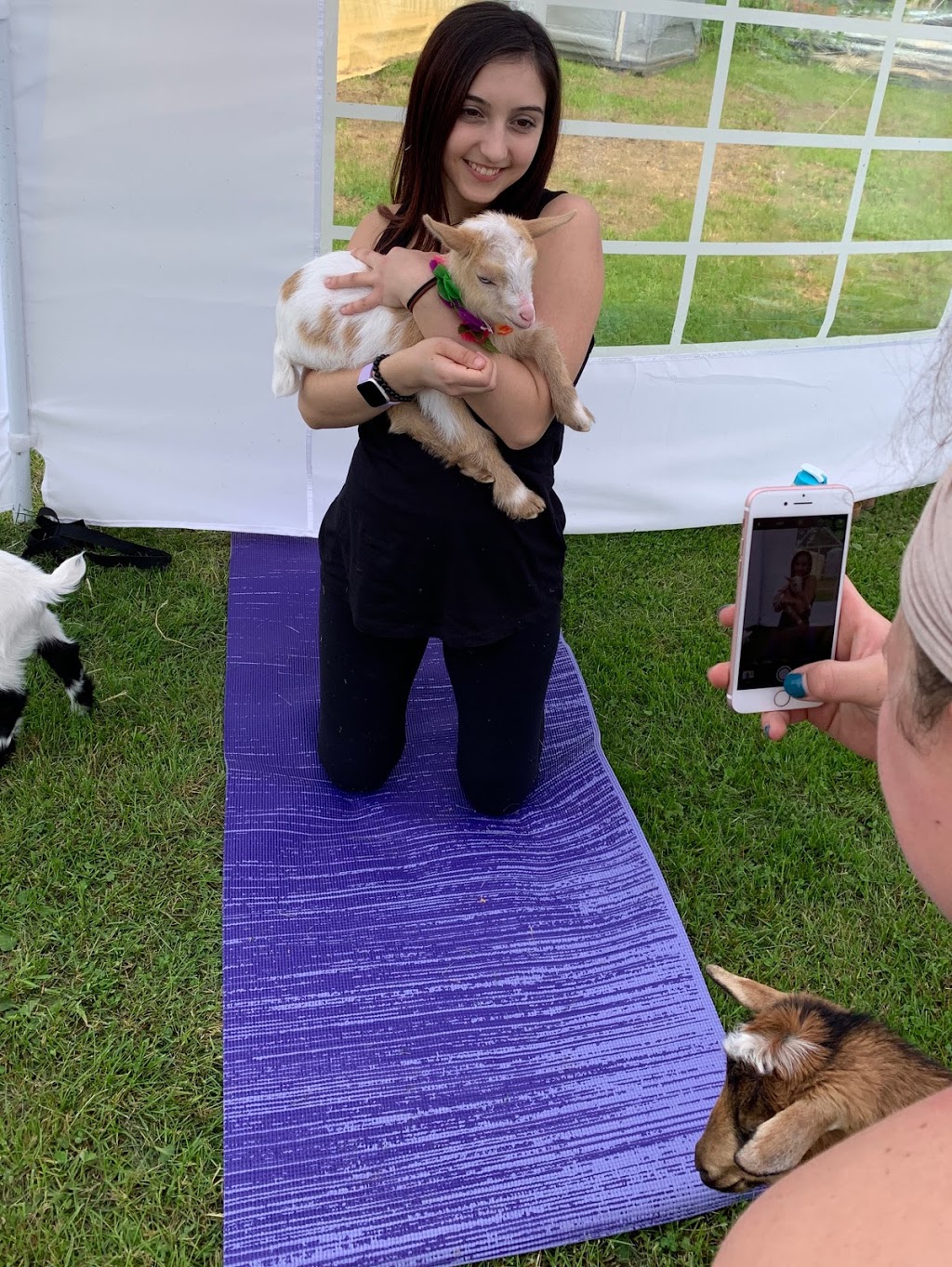 Goat Your Back Farm & Yoga | 1797 10th Side Rd, Tottenham, ON L0G 1W0, Canada | Phone: (416) 970-3089