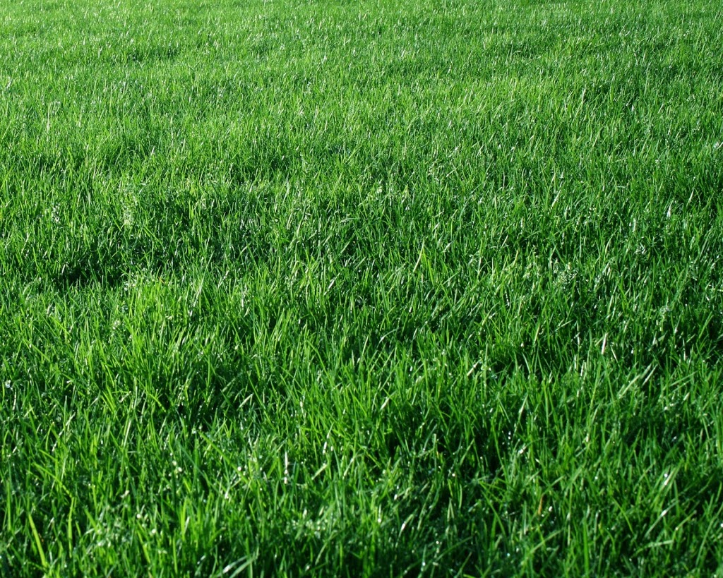 Nutri-Lawn Ecology Friendly Lawn Care Ottawa West | 2046 Carp Rd, Carp, ON K0A 1L0, Canada | Phone: (613) 801-3428