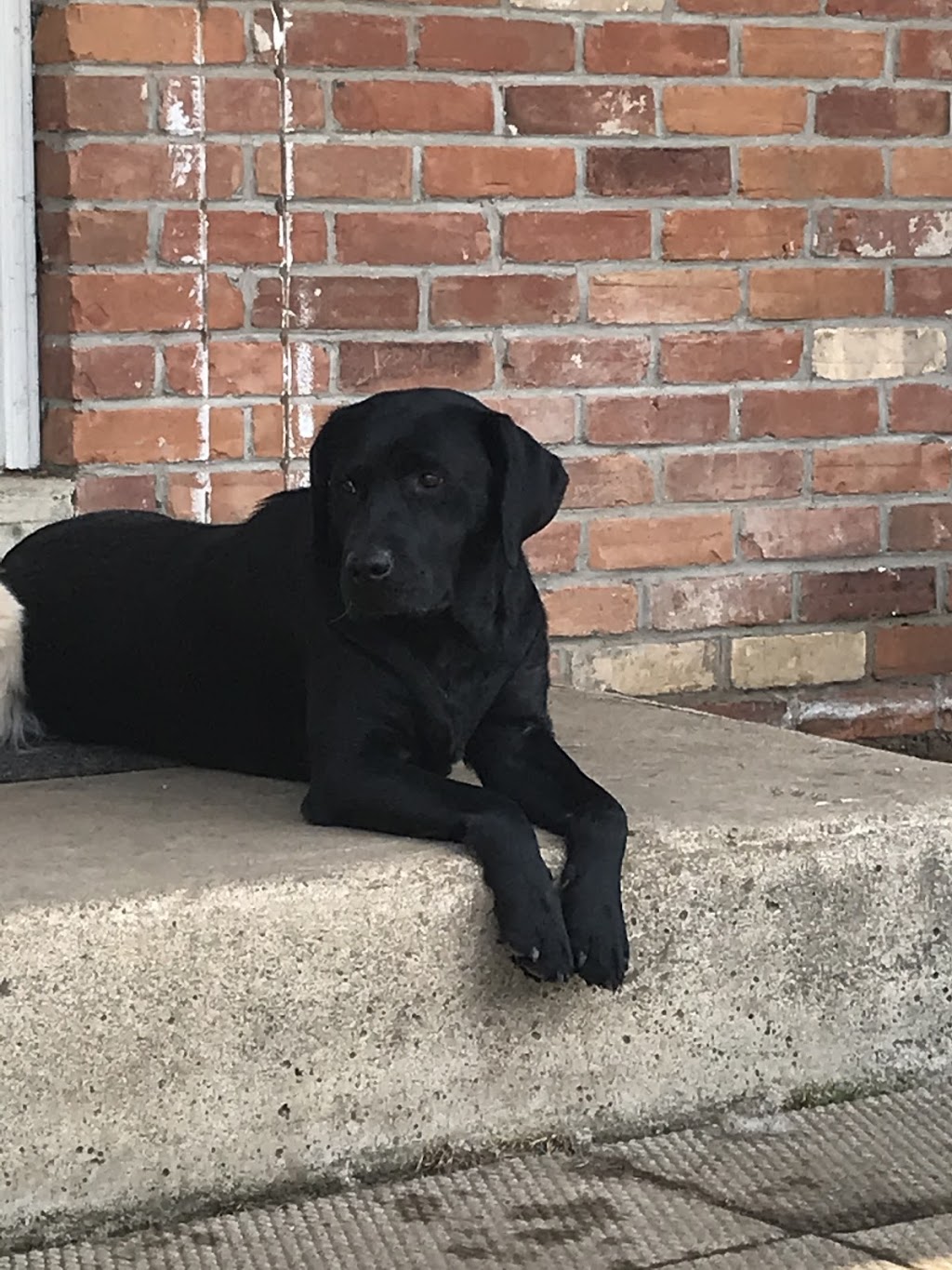 LoneStar Retrievers | 1078 Campbellville Rd, Campbellville, ON L0P 1B0, Canada | Phone: (905) 749-4349