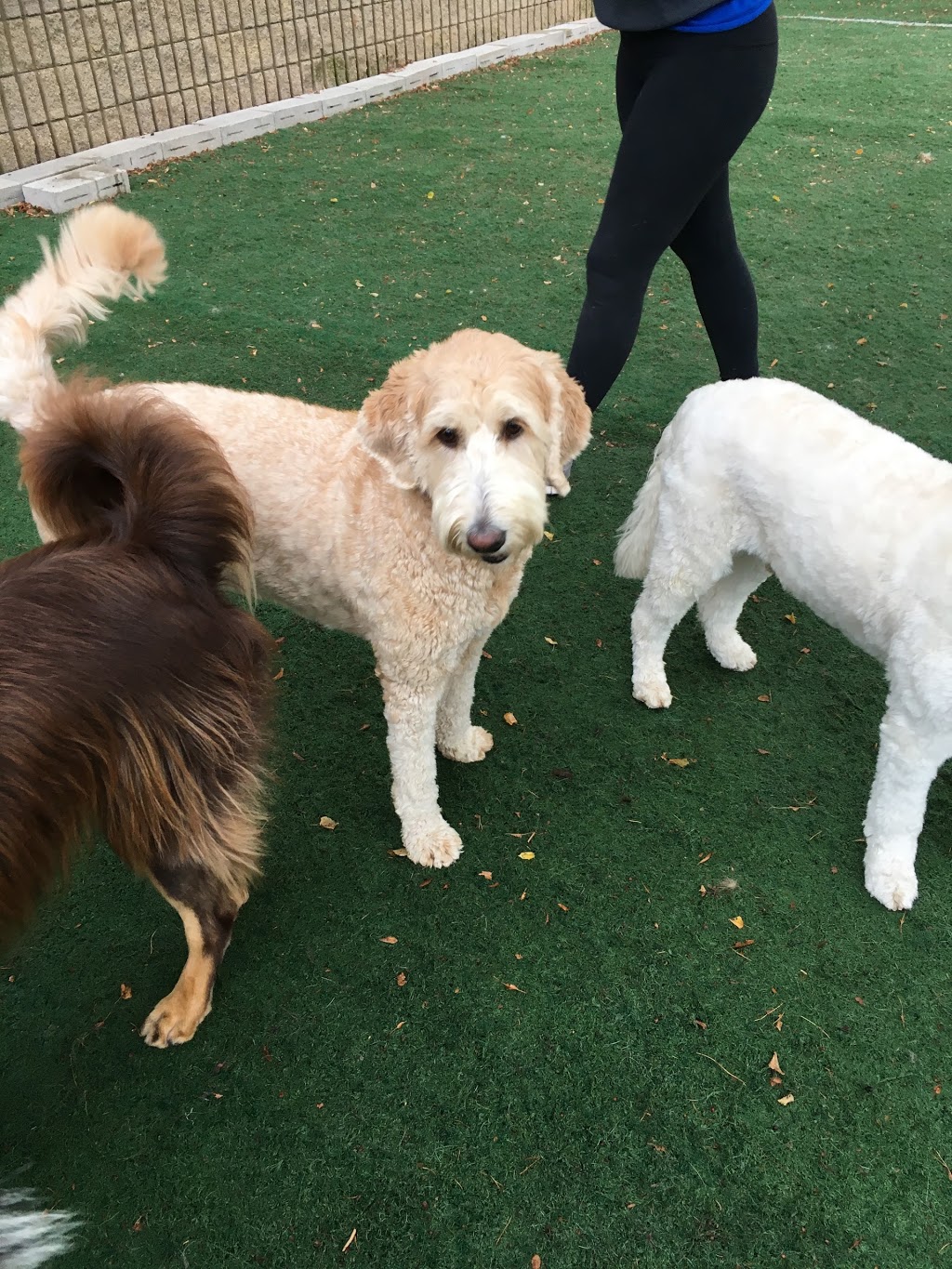 The Den Doggy Daycare | 5325 Harvester Rd, Burlington, ON L7L 5K4, Canada | Phone: (905) 631-5454