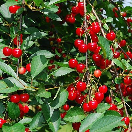 Plantigro Nursery LTD | 1706 Rd 5 E, Ruthven, ON N0P 2G0, Canada | Phone: (519) 322-8447