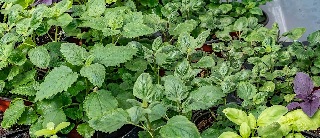 Jack Family Plants | 3053 Portage Rd, Niagara Falls, ON L2J 2J8, Canada | Phone: (289) 547-7699