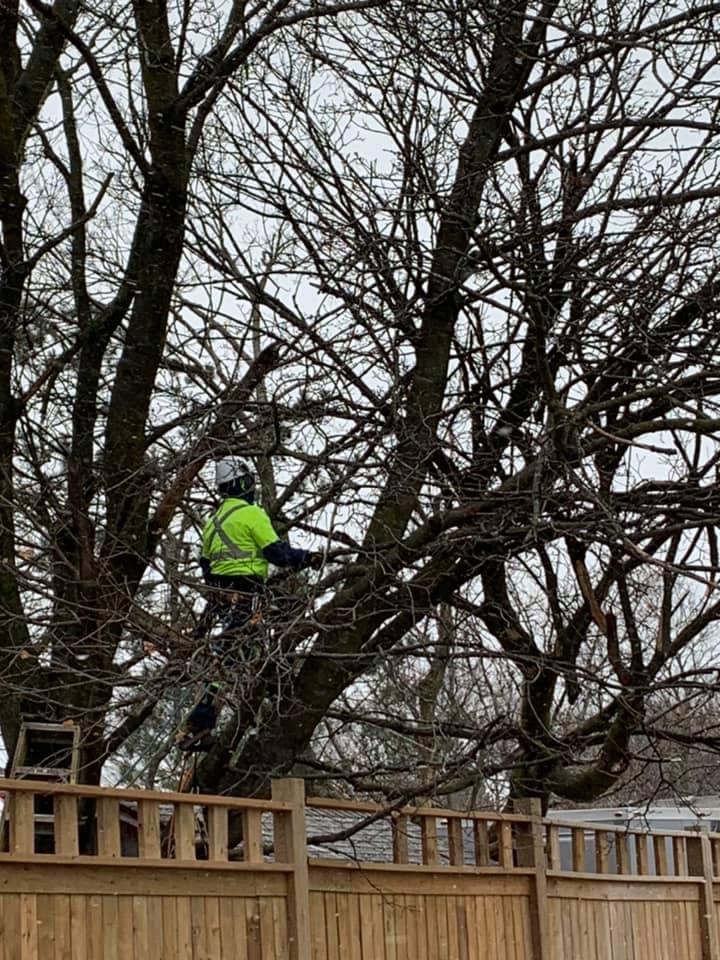A - 1 Year Round Tree Service | 15 Dunsmere Dr, Kitchener, ON N2E 2H6, Canada | Phone: (226) 339-8301
