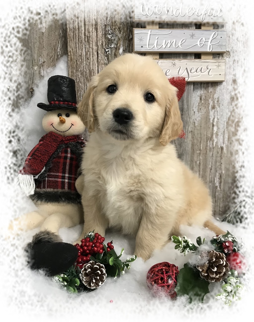 CandyvillePups | 5457 Imperial Rd, Aylmer, ON N5H 2R2, Canada | Phone: (519) 494-5488