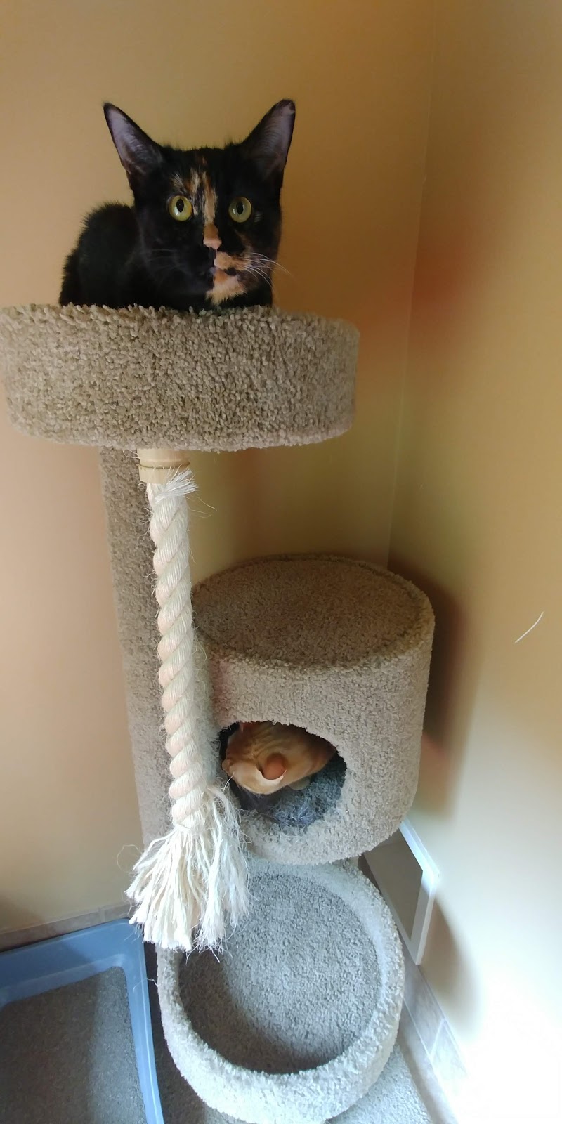 Cat Utopia | 7424 185 St, Surrey, BC V4N 6C2, Canada | Phone: (778) 571-1024
