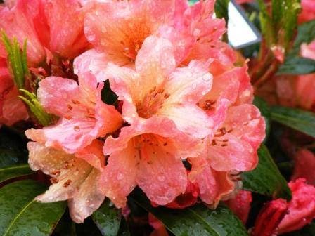 Eternal Seed Garden Centre | 2309 Zillinsky Rd, Powell River, BC V8A 0N8, Canada | Phone: (604) 487-1304