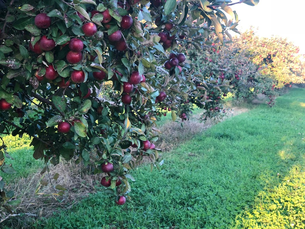 Allins Orchard | 3479 Concession Rd 3, Newcastle, ON L1B 1L9, Canada | Phone: (905) 987-2295
