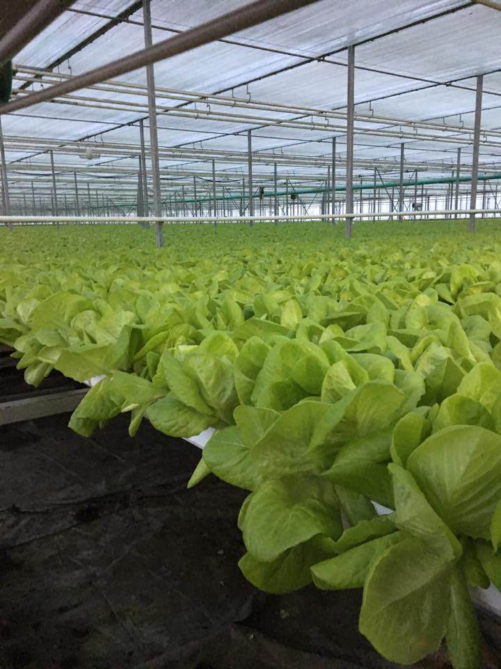 Quintas Green Acres | 57 LaSalette Rd, La Salette, ON N0E 1H0, Canada | Phone: (226) 402-2505
