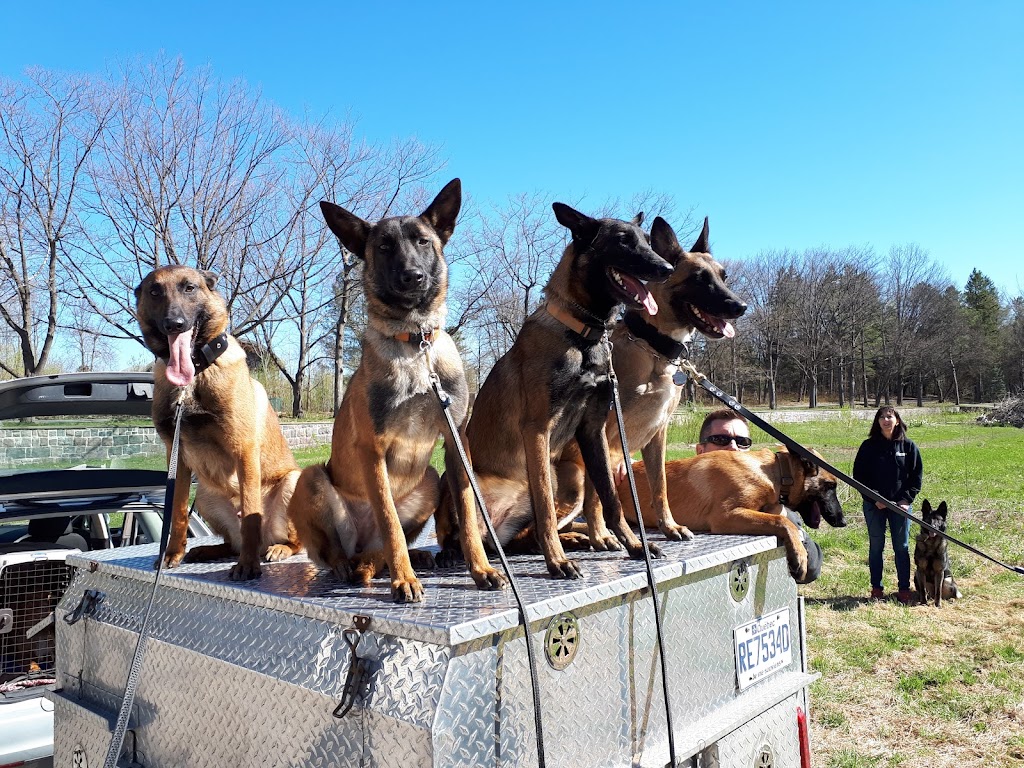 Educateur Canin Québec | 1465 Rue Hérelle, Québec, QC G3J 1L3, Canada | Phone: (418) 570-5744