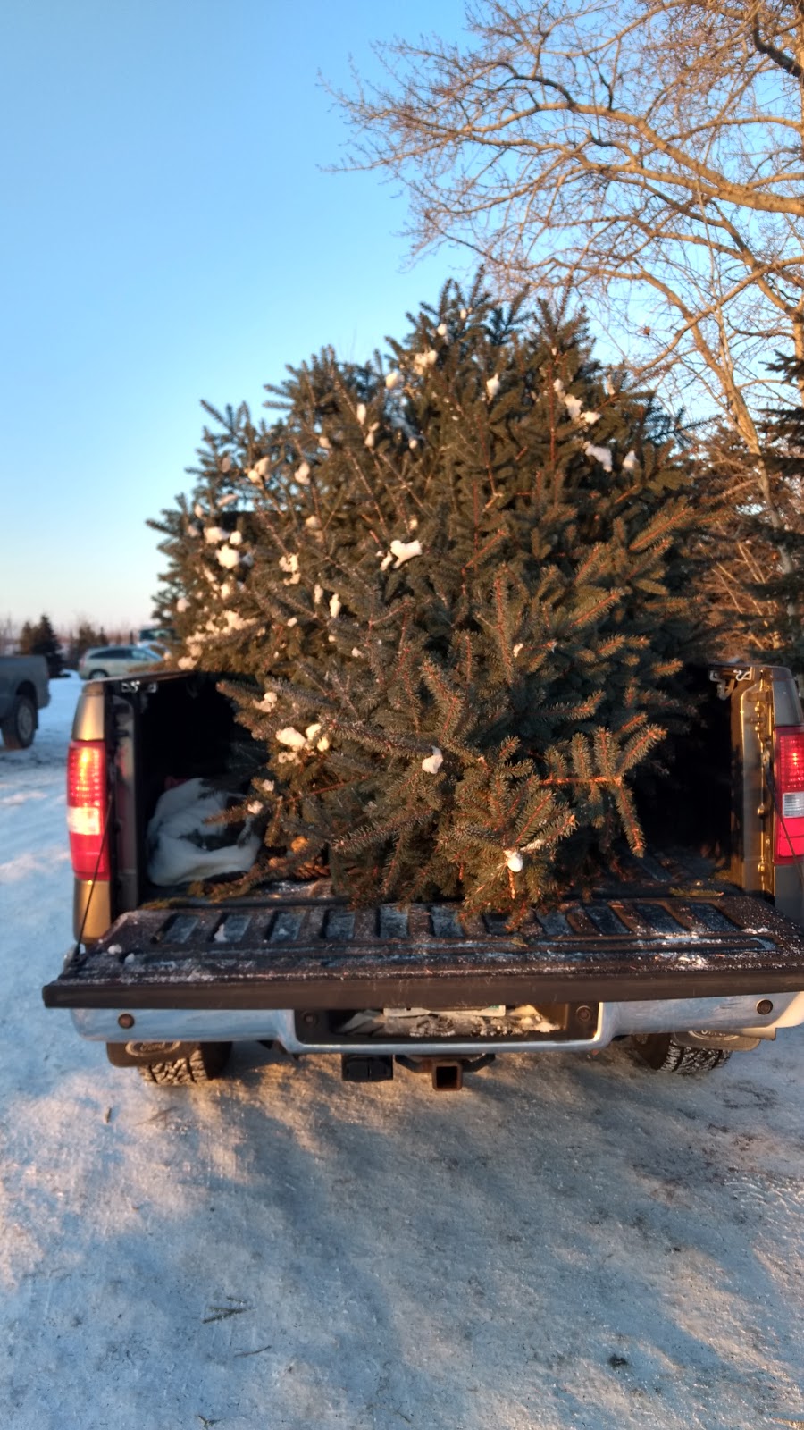 Fir Ever Green Tree Farm | Range Rd 272, Falun, AB T0C 1H0, Canada | Phone: (780) 352-4368