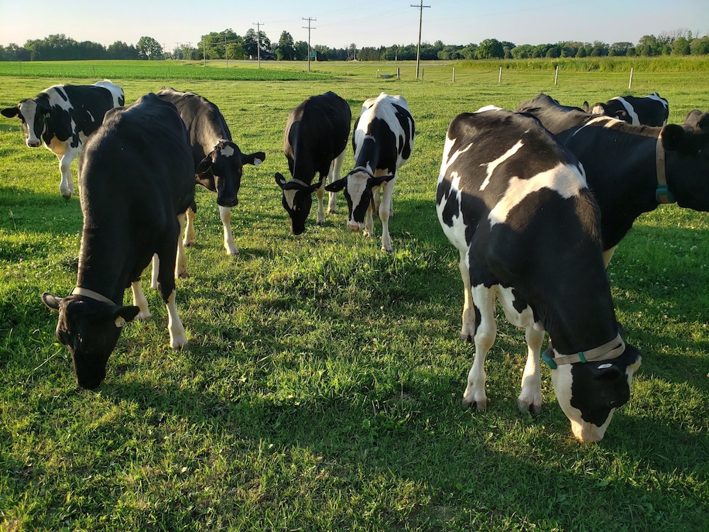 Proof Line Farm | 14247 Ilderton Rd, Ilderton, ON N0M 2A0, Canada | Phone: (519) 666-1838