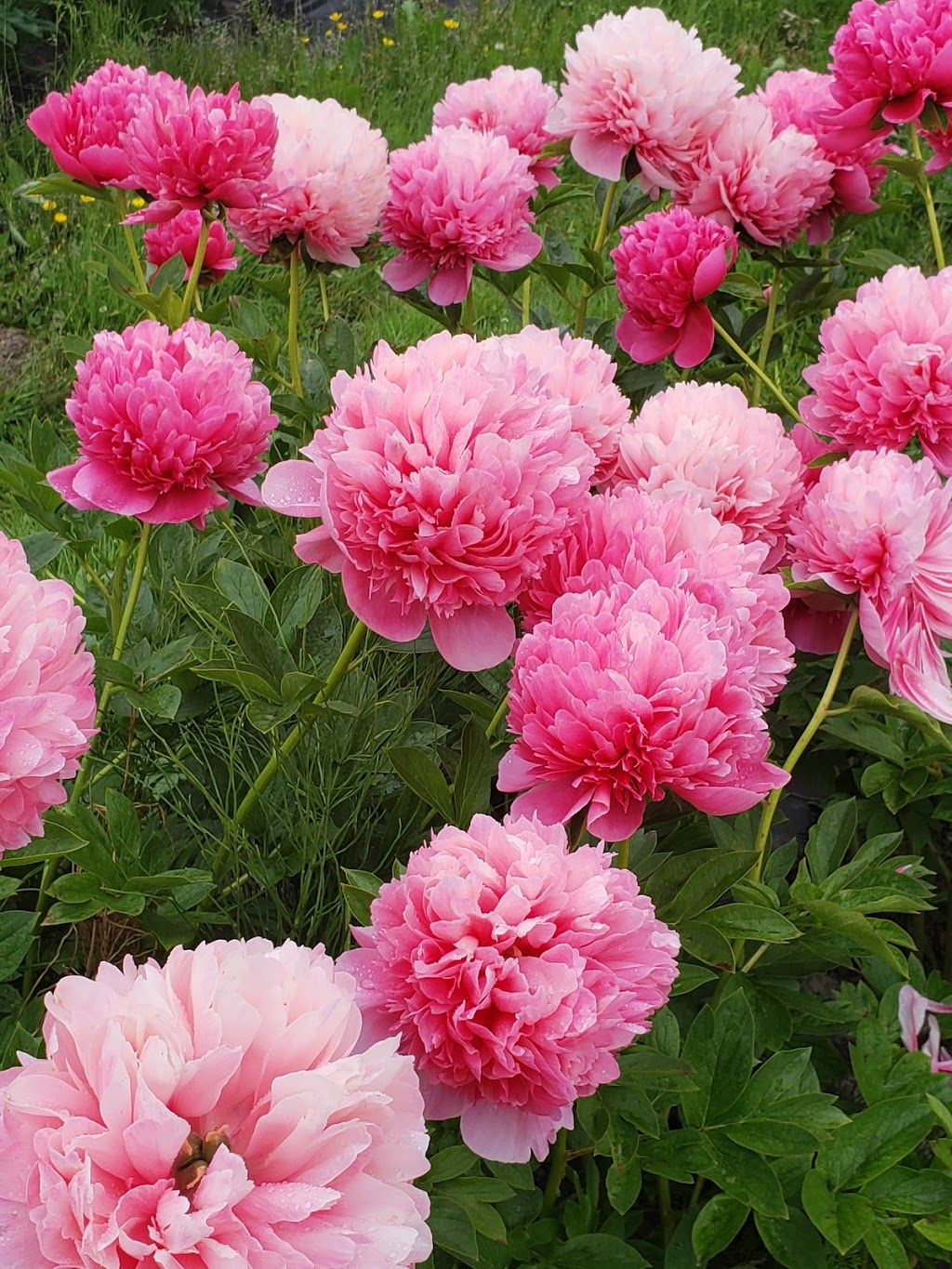 Pure Peonies - 2949 E Badger Rd, Everson, WA 98247, USA