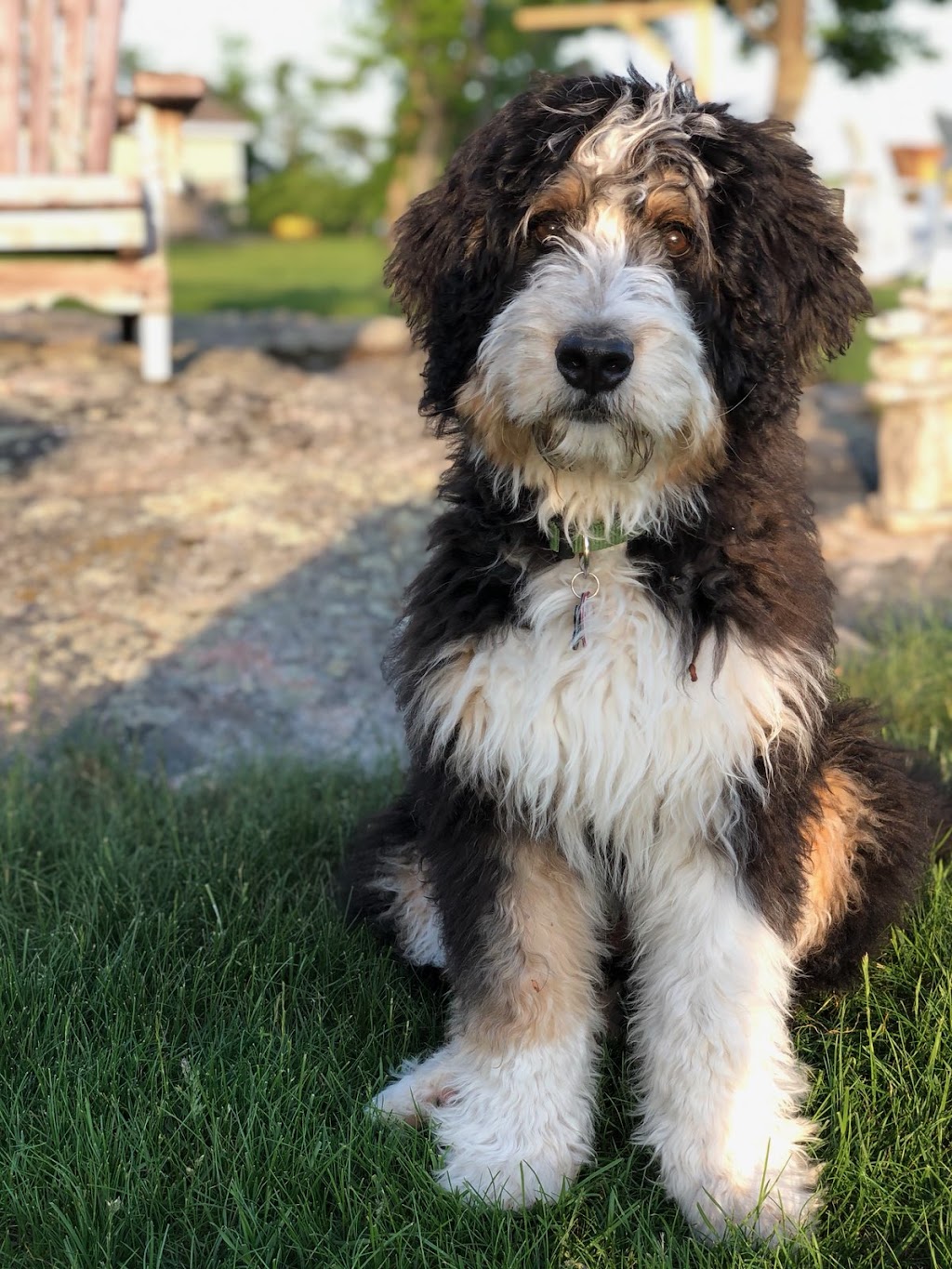Bark About It Canine Centre | 15 Reeds Rd, Cayuga, ON N0A 1E0, Canada | Phone: (289) 673-1018
