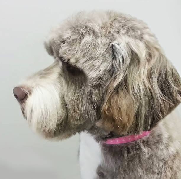 Hot Hounds Outfitters & Spa | 1-1965 Britannia Rd W, Mississauga, ON L5M 4Y4, Canada | Phone: (905) 826-4141