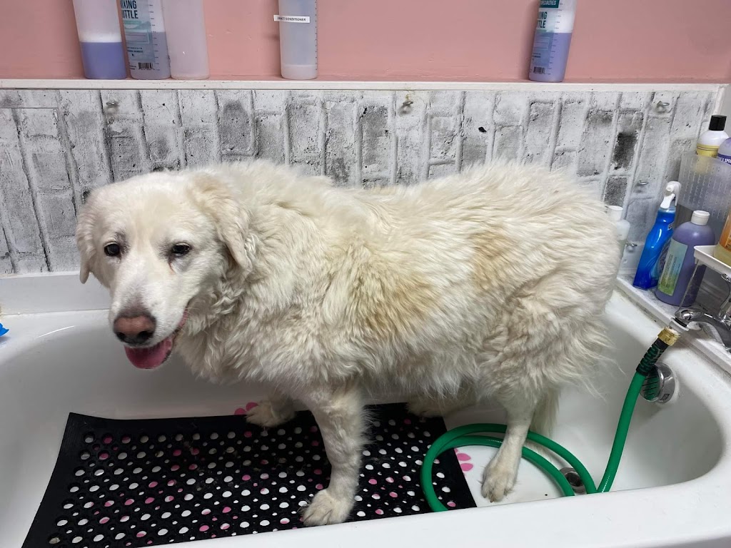 Studs & Divas Pet Salon | 237 Coverdale Rd NE, Calgary, AB T3K 4J6, Canada | Phone: (403) 615-9067