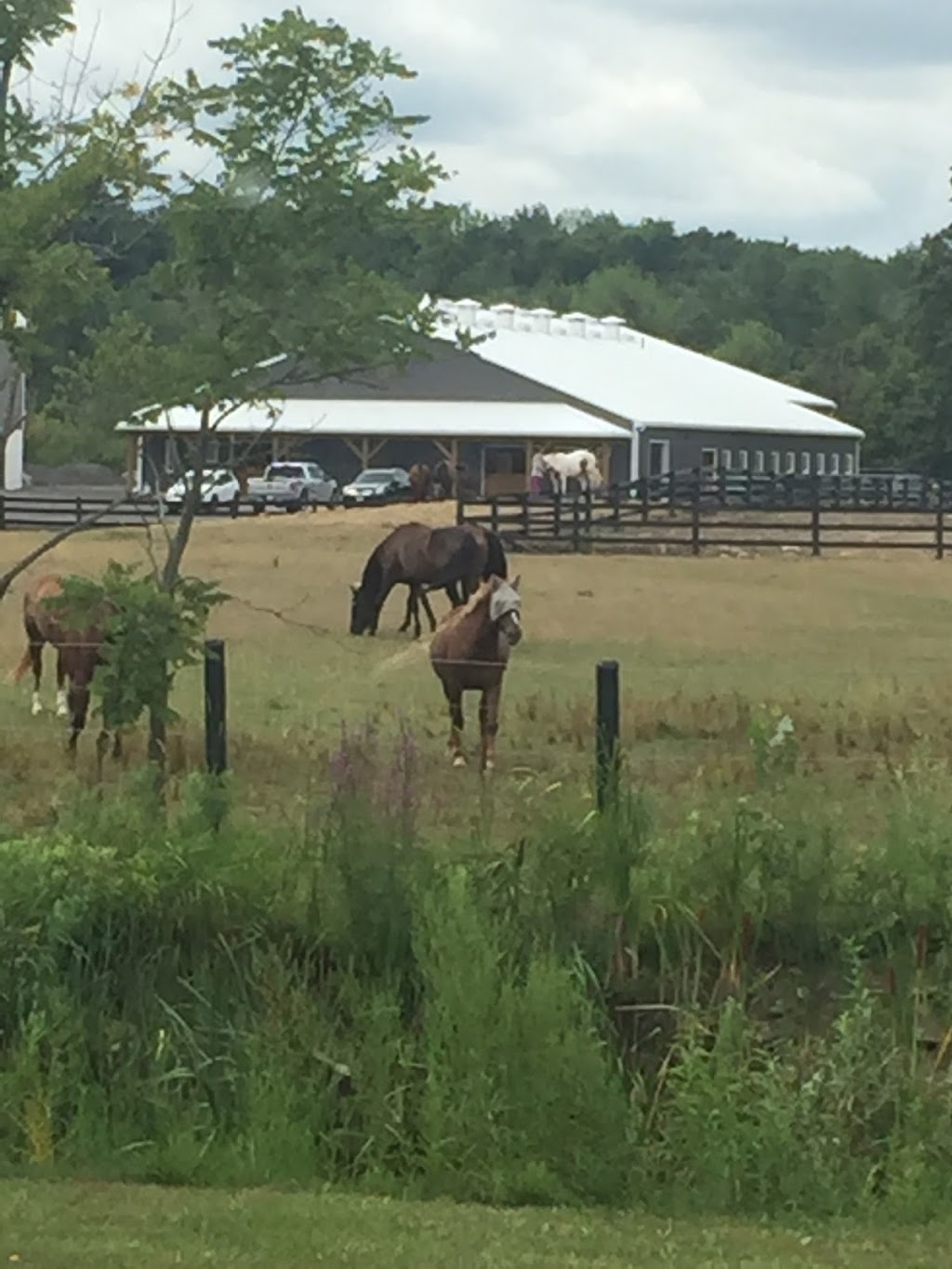 Woodview Stables | 6700 Walkers Line, Burlington, ON L7M 0R3, Canada | Phone: (905) 691-4915