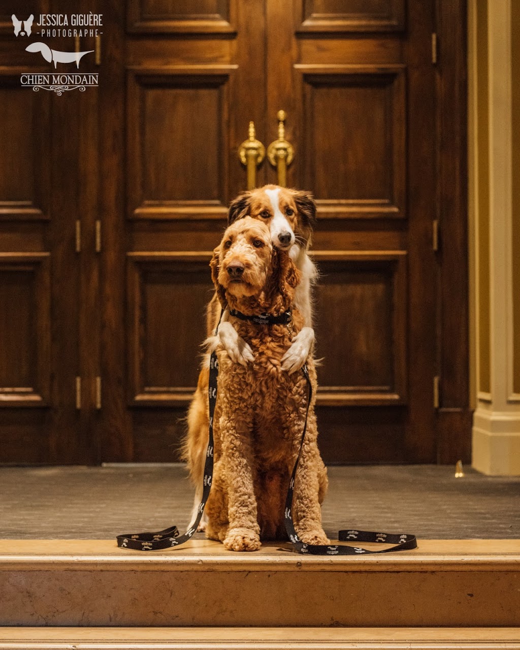 Chien Mondain - Mode Canine | 2305 Chemin Rockland, Mont-Royal, QC H3P 3E9, Canada | Phone: (514) 437-9663