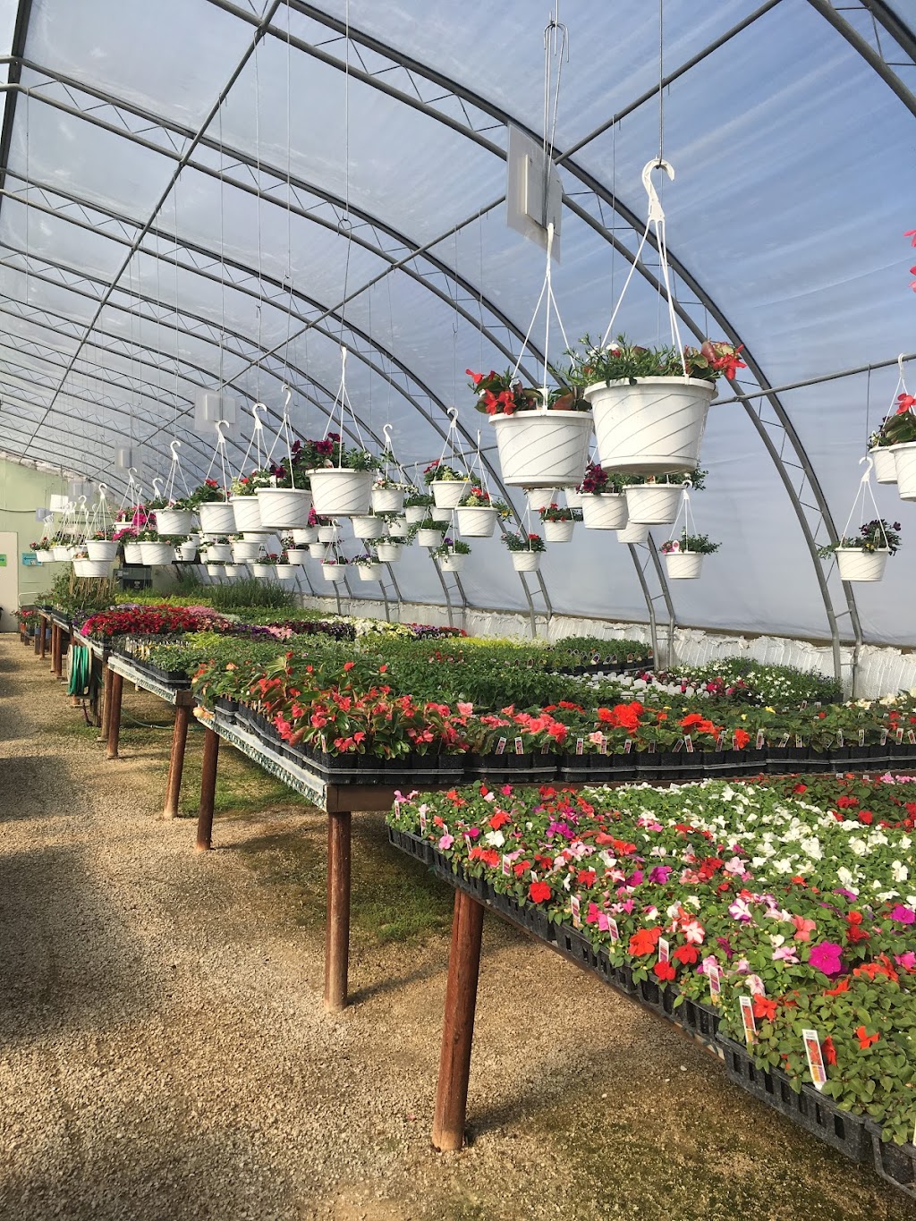 Golden Plains Greenhouse | 43 Hochstadt Dr, Kleefeld, MB R0A 0V0, Canada | Phone: (204) 377-4480