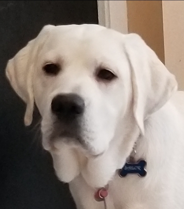 Riverwood Veterinary Clinic | 855 Village Dr #130, Port Coquitlam, BC V3B 0L4, Canada | Phone: (604) 945-4949