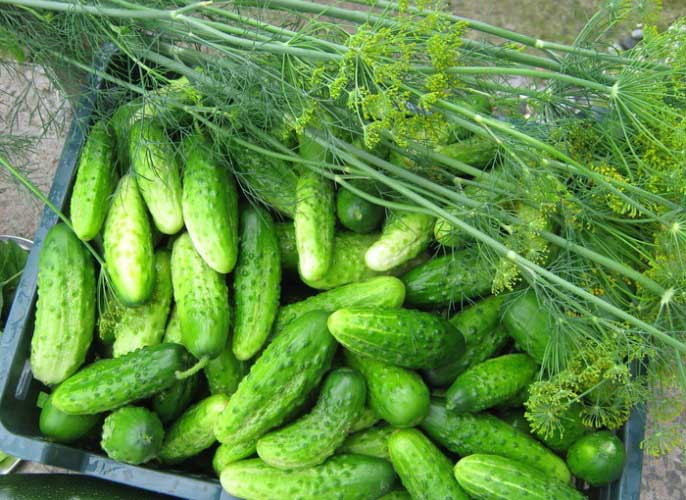 Vishenkas Heirloom Vegetables Inc. | Unnamed Road, De Winton, AB T0L 0X0, Canada | Phone: (403) 850-2077