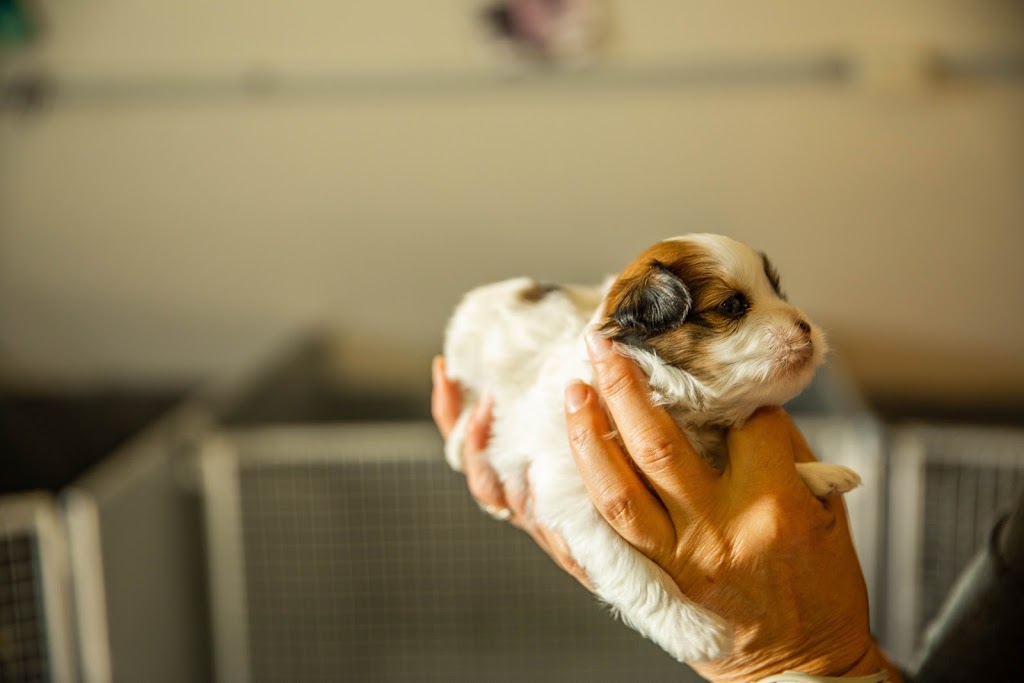 Centre Canin Laka | 494 Chemin Bella-Vista, Saint-Basile-le-Grand, QC J3N 1M4, Canada | Phone: (450) 653-5150