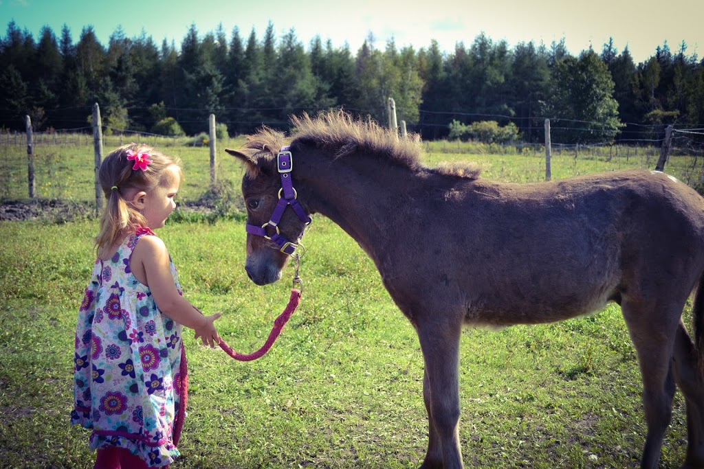 Elevage de chevaux miniatures / LMlesMinis | 1100 Chemin Dion, Sherbrooke, QC J1R 0R8, Canada | Phone: (819) 822-4507