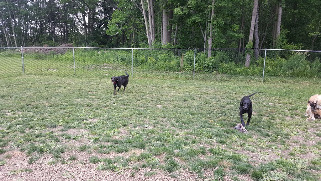 Wagtime Kennels | 1183 Beitz Rd, Breslau, ON N0B 1M0, Canada | Phone: (519) 496-8195