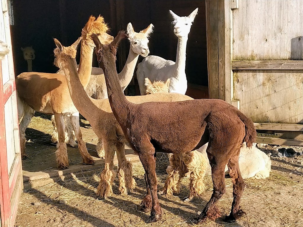 Ferme fibres & compagnie - Les alpagas dAldo | 375 Rang St Charles E, Saint-Alexandre-de-Kamouraska, QC G0L 2G0, Canada | Phone: (418) 495-5375