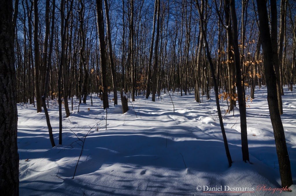 Aire écologique du ruisseau Lachapelle | 215 Boulevard des Estacades, Trois-Rivières, QC G8W 1P5, Canada