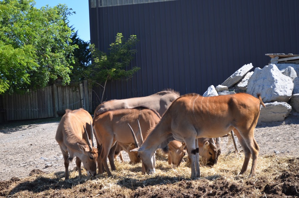 Bowmanville Zoo | 340 King St E, Bowmanville, ON L1C 3K5, Canada | Phone: (905) 623-0957
