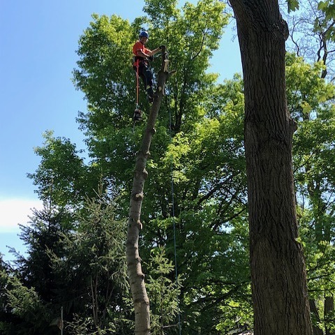 Quality Tree Service | 43 Alice St, Acton, ON L7J 2A9, Canada | Phone: (905) 873-6982