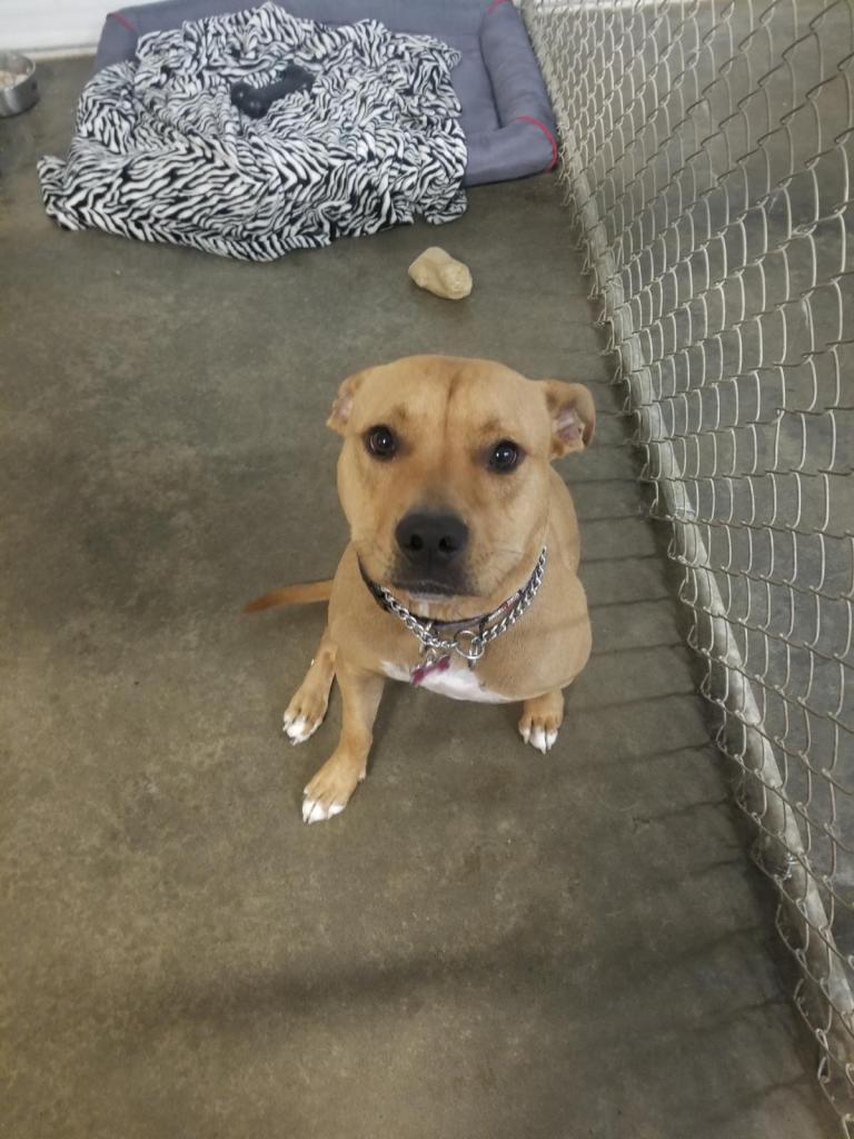 Kilwinning Kennels | 51063 Range Rd 224, Sherwood Park, AB T8C 1H1, Canada | Phone: (780) 996-4523