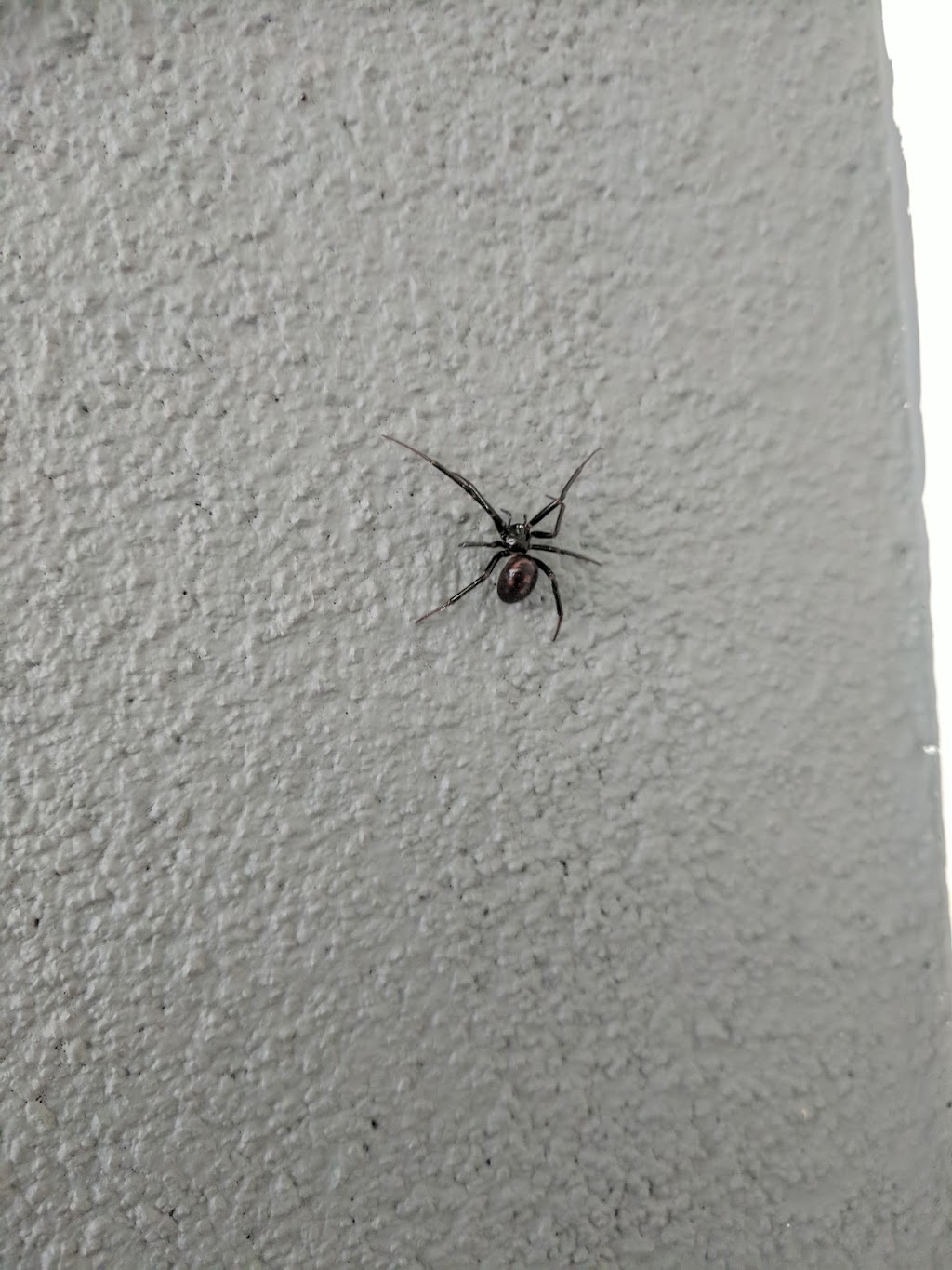 All Green Pest Control Ltd. | 7228 Winston St #2, Burnaby, BC V5A 2G9, Canada | Phone: (604) 990-0100