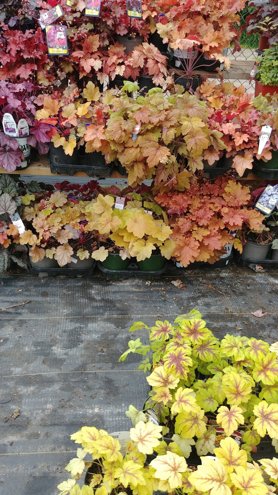 Verbeeks Farm & Garden Ctr | 22 Isaac St, Clinton, ON N0M 1L0, Canada | Phone: (519) 482-9333