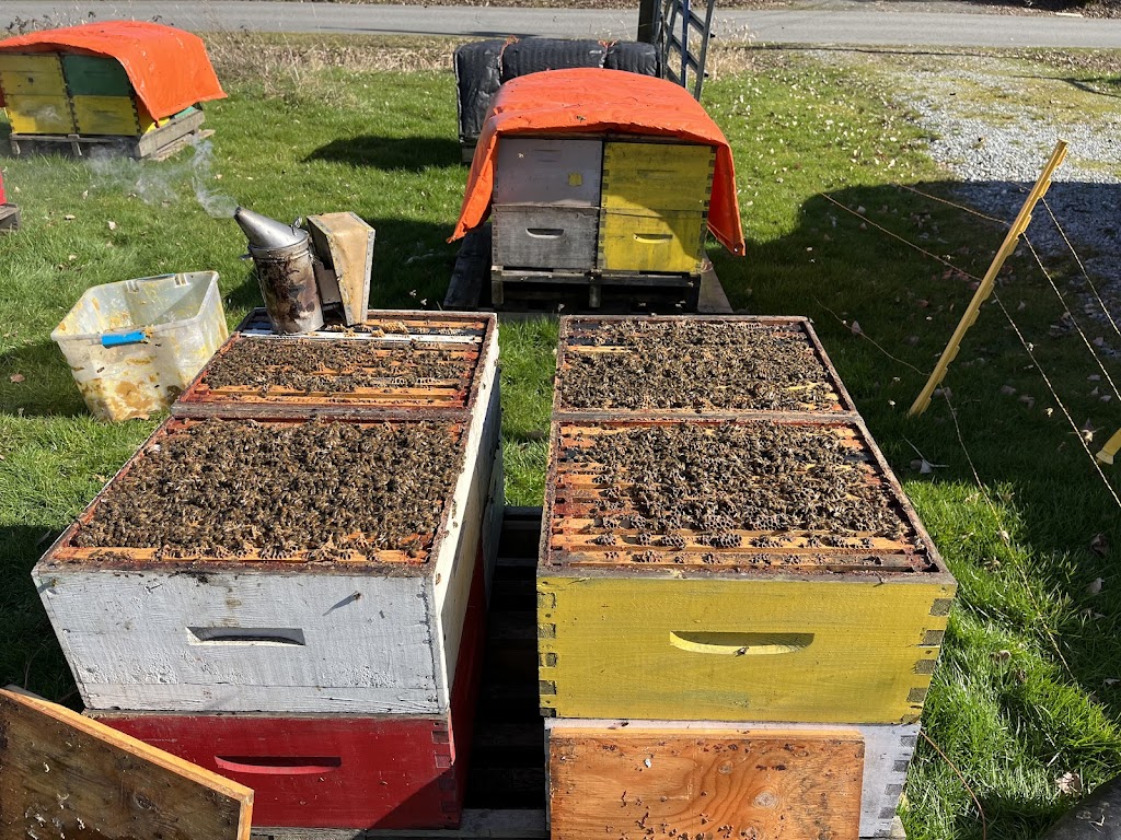 Pacific Pollinator Apiaries | 24831 80 Ave, Langley Twp, BC V1M 3P2, Canada | Phone: (778) 789-3698