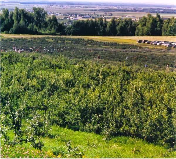 Autocueillette, Bleuetière et verger, La Fruiteraie des Gadbois. | 501 Rue Principale, Rougemont, QC J0L 1M0, Canada | Phone: (450) 469-3842