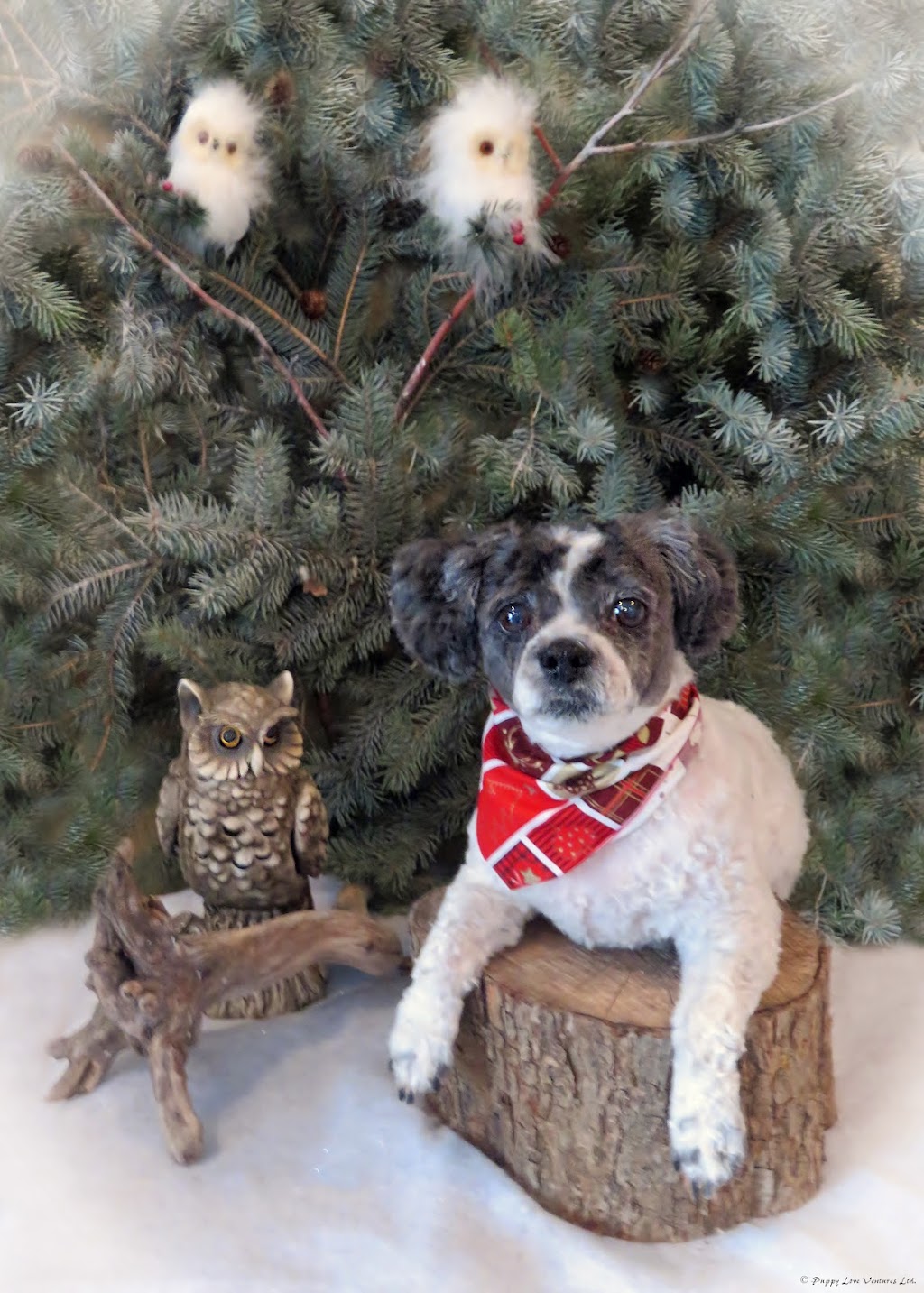 Green Acres Animal Hospital | 4631 24 Ave S, Lethbridge, AB T1K 7C1, Canada | Phone: (403) 327-8660