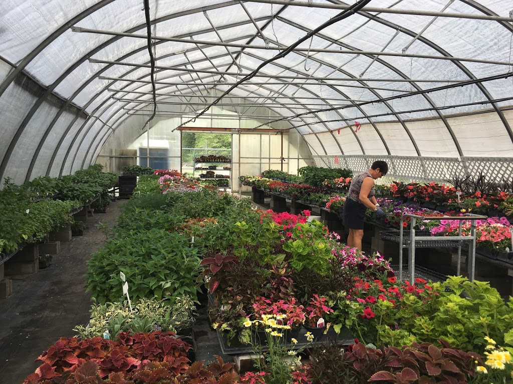 Riverside Greenhouse and Nursery | 211 Thorp Rd, Oliver, BC V0H 1T0, Canada | Phone: (250) 408-9500