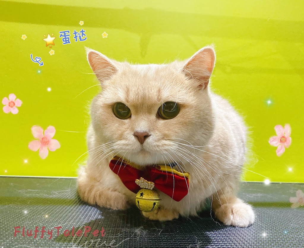 Fluffytale Pet 毛茸茸 | 2 Corby Rd Unit 3, Markham, ON L3R 8A9, Canada | Phone: (437) 345-2083