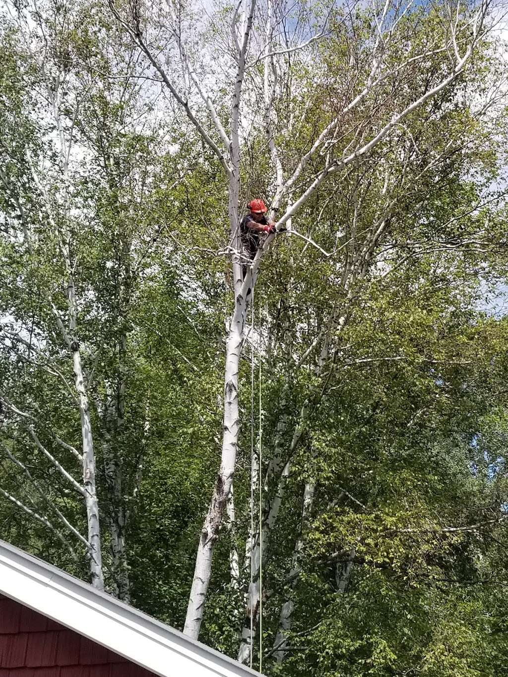 Living Legacy Tree Care | 1442 Portage Rd, Kirkfield, ON K0M 2B0, Canada | Phone: (705) 438-1371
