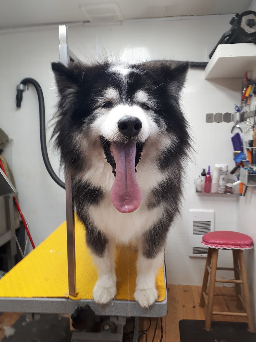 Chic Chat Chien - Toilettage Boucherville | 69 Rue François-Gauthier, Boucherville, QC J4B 4N5, Canada | Phone: (438) 934-8015