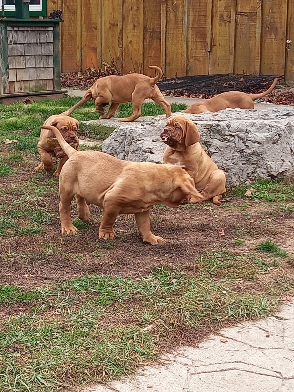 Chateau Rouge Dogue de Bordeaux | 1527 Windham Road 5, Vanessa, ON N0E 1V0, Canada | Phone: (519) 443-0363