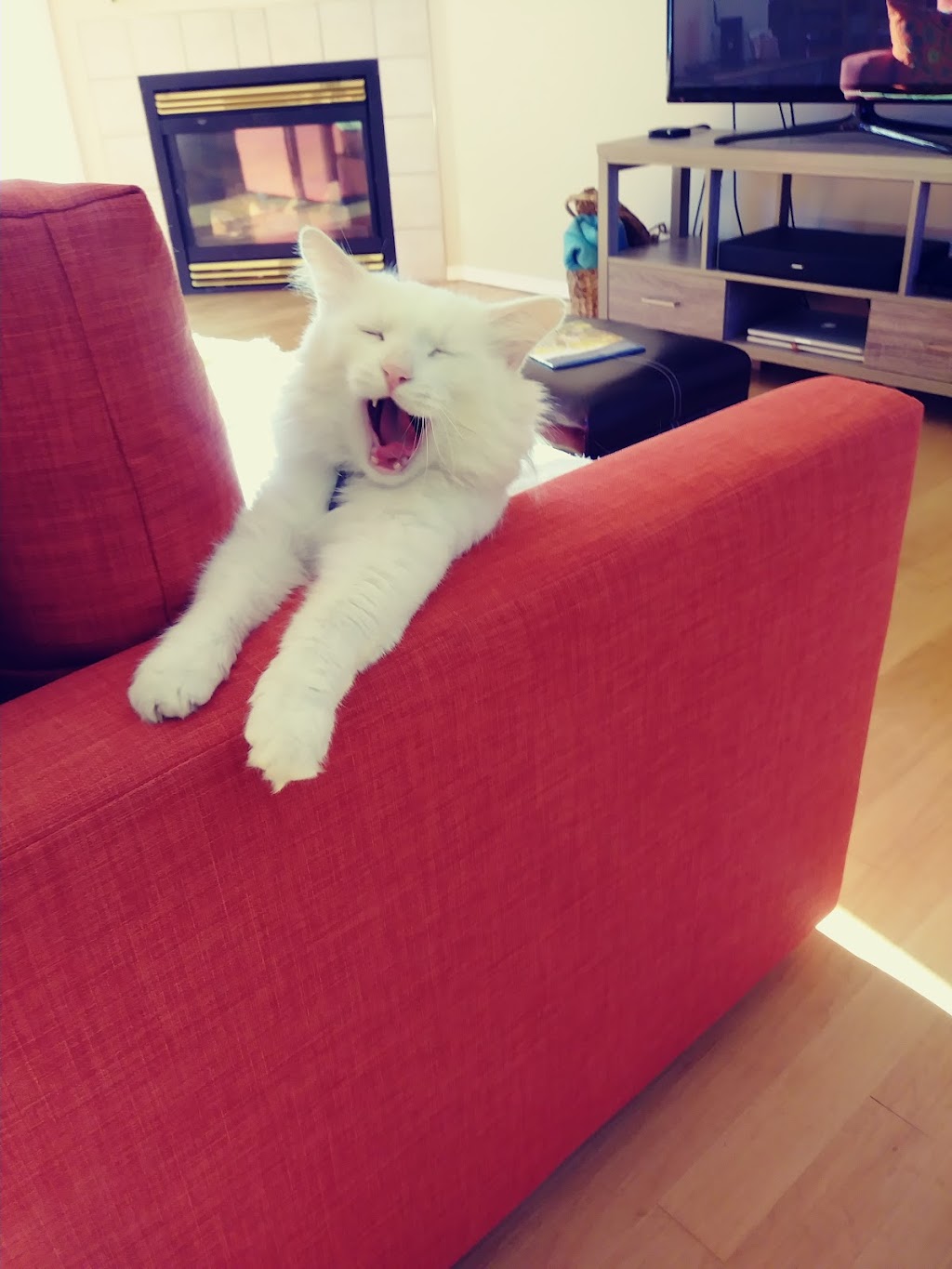 Safe and Sound Home and Pet Sitting | 3444 Telegraph Rd, Cobble Hill, BC V0R 1L4, Canada | Phone: (250) 510-5181